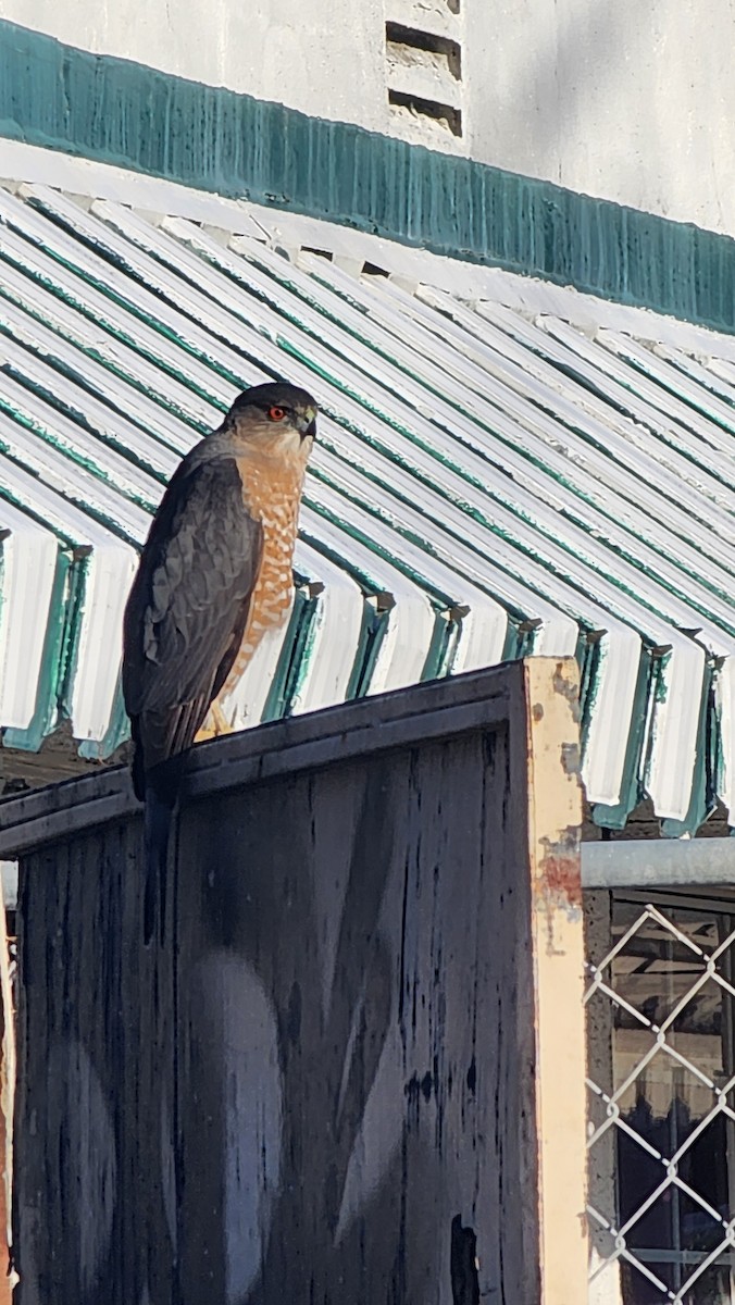 Cooper's Hawk - ML614719659