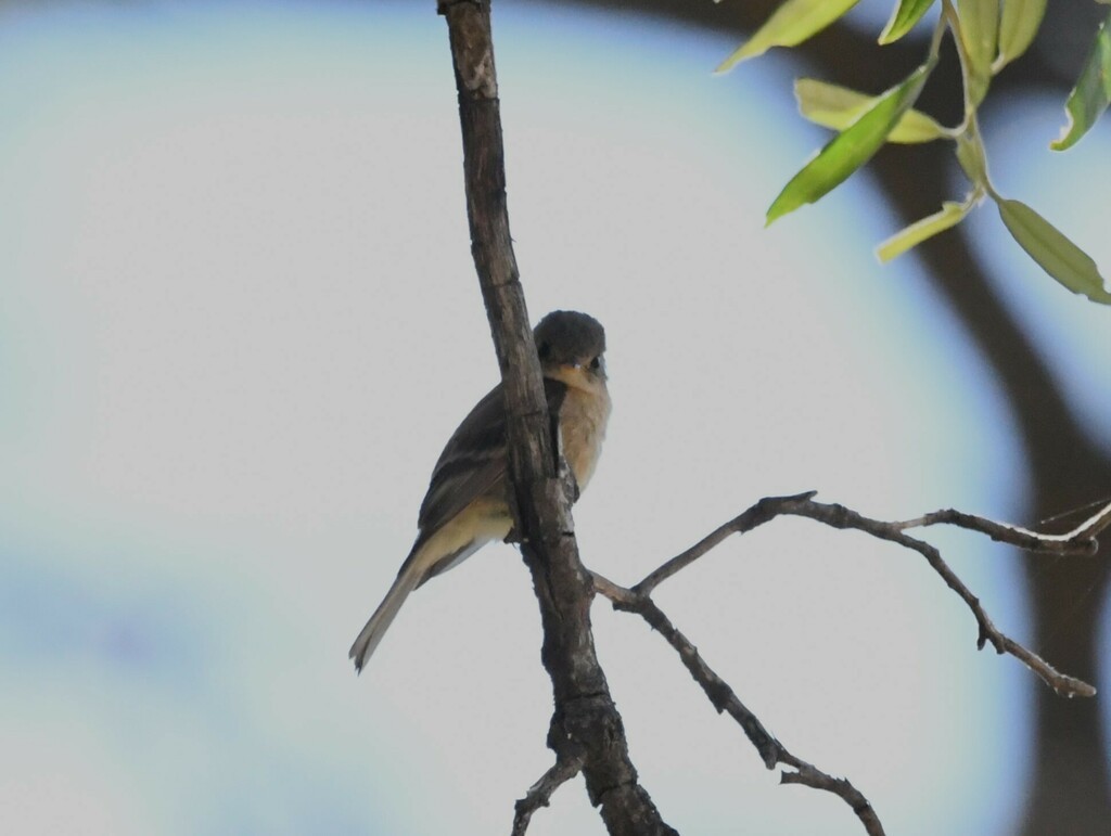 Buff-breasted Flycatcher - Hannah Girgente