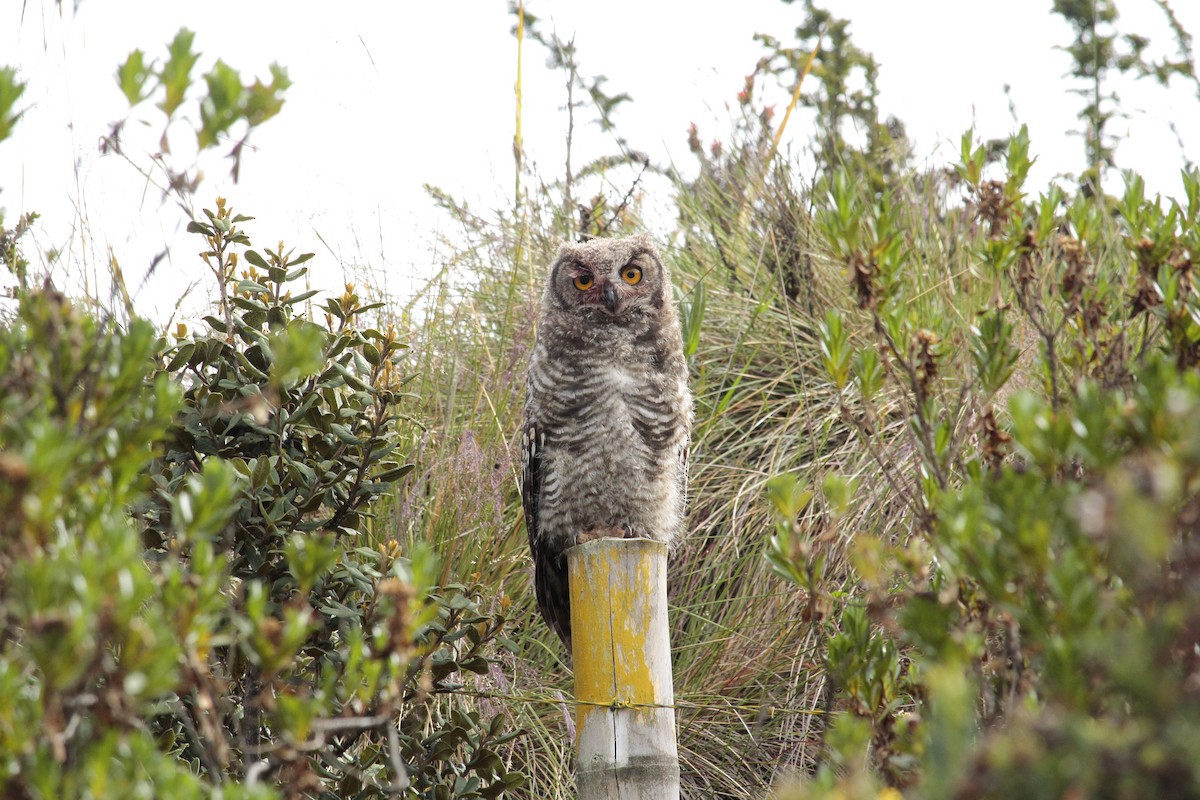 Great Horned Owl - Julian Valencia