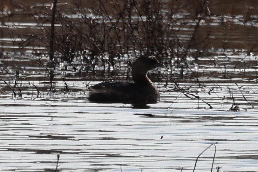 Pied-billed Grebe - ML614719744