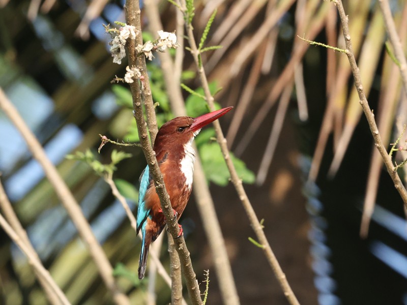 White-throated Kingfisher - Jayan Thomas