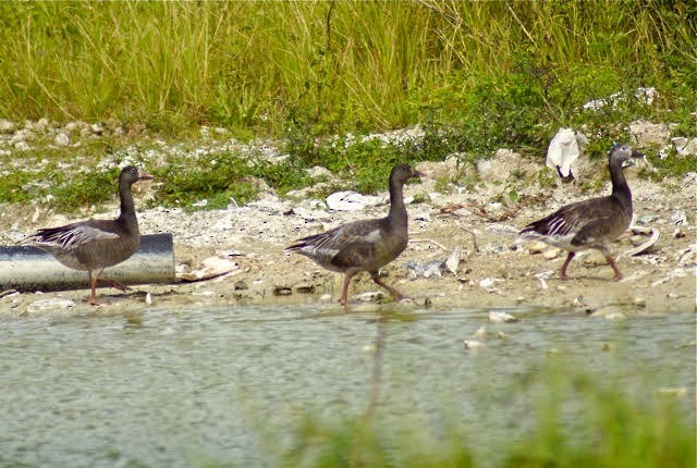 Snow Goose - ML614719866