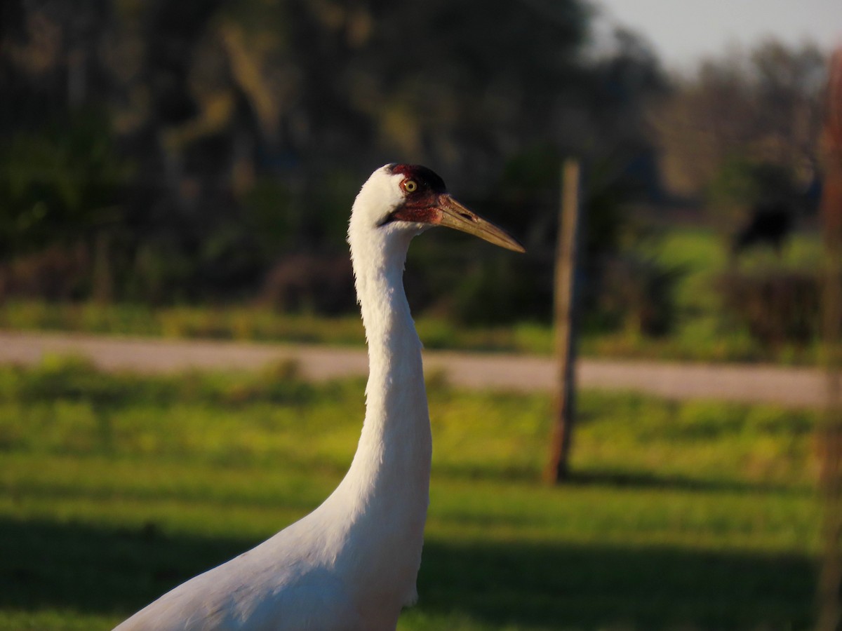 Whooping Crane - ML614719871