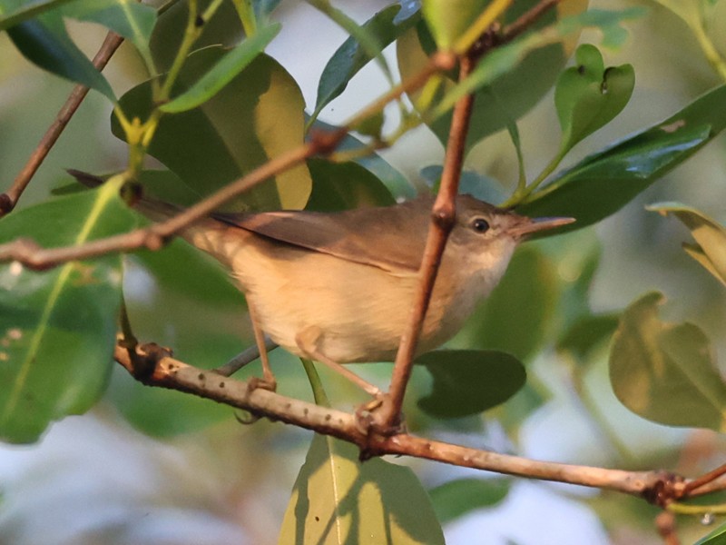 Blyth's Reed Warbler - Jayan Thomas