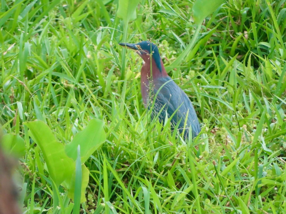 Green Heron - Bill  Feusahrens