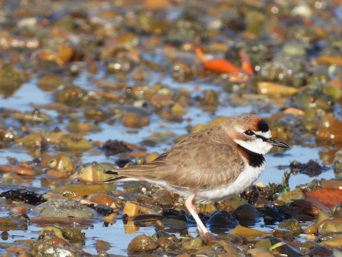 Collared Plover - ML614719921