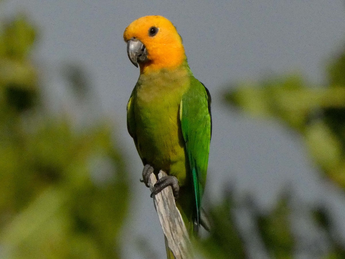 Brown-throated Parakeet - ML614719922