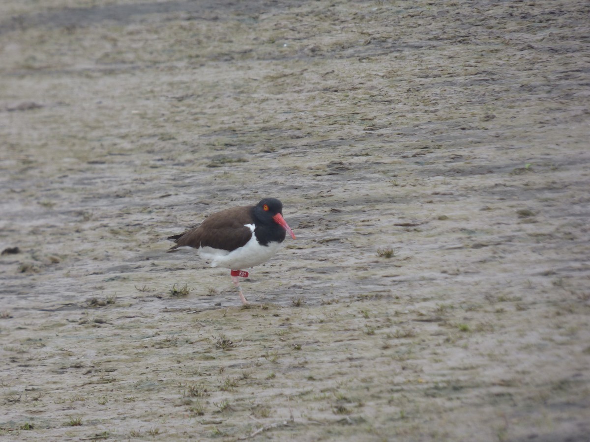 American Oystercatcher - ML614720012