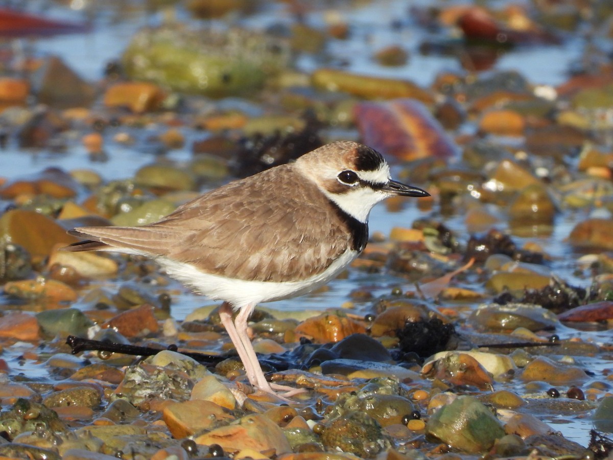 Collared Plover - ML614720033