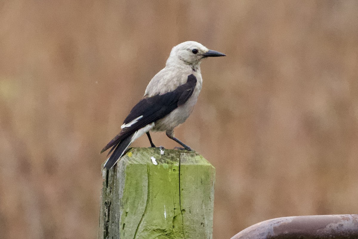 Clark's Nutcracker - ML614720035