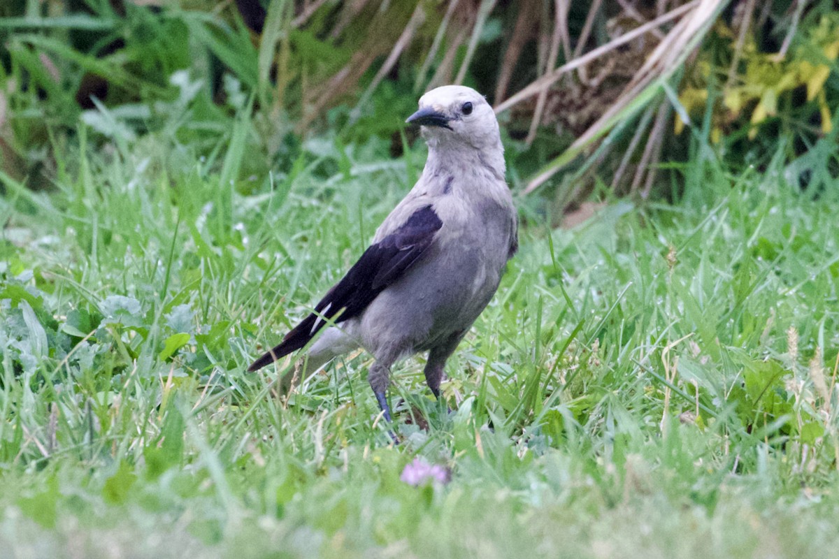 Clark's Nutcracker - ML614720036