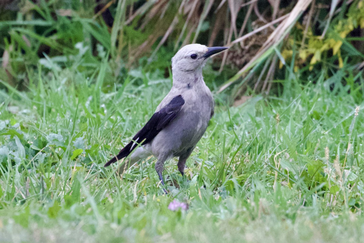 Clark's Nutcracker - ML614720037