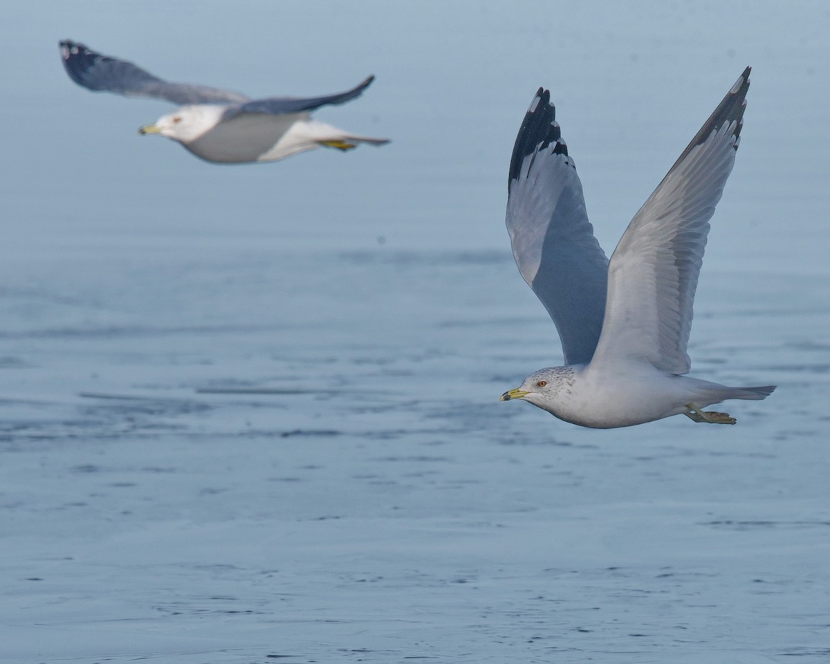 Ring-billed Gull - ML614720056