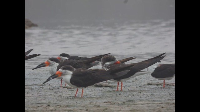 Black Skimmer - ML614720057