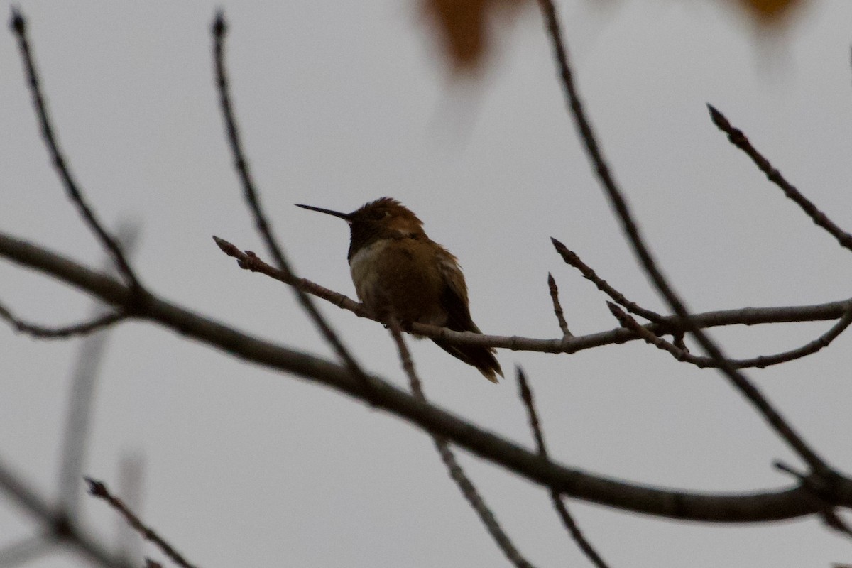 Rufous Hummingbird - ML614720063