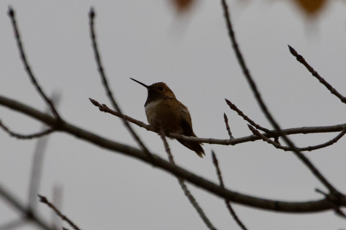 Rufous Hummingbird - ML614720064