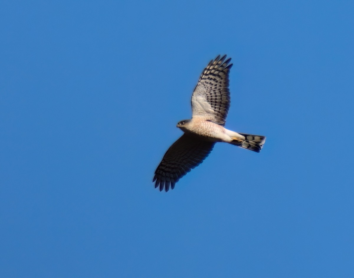 Sharp-shinned Hawk - ML614720107