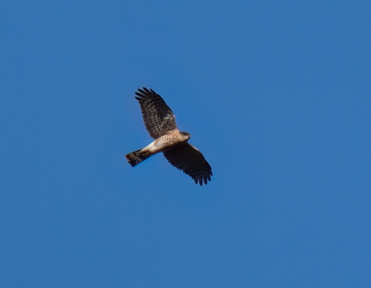 Sharp-shinned Hawk - ML614720108