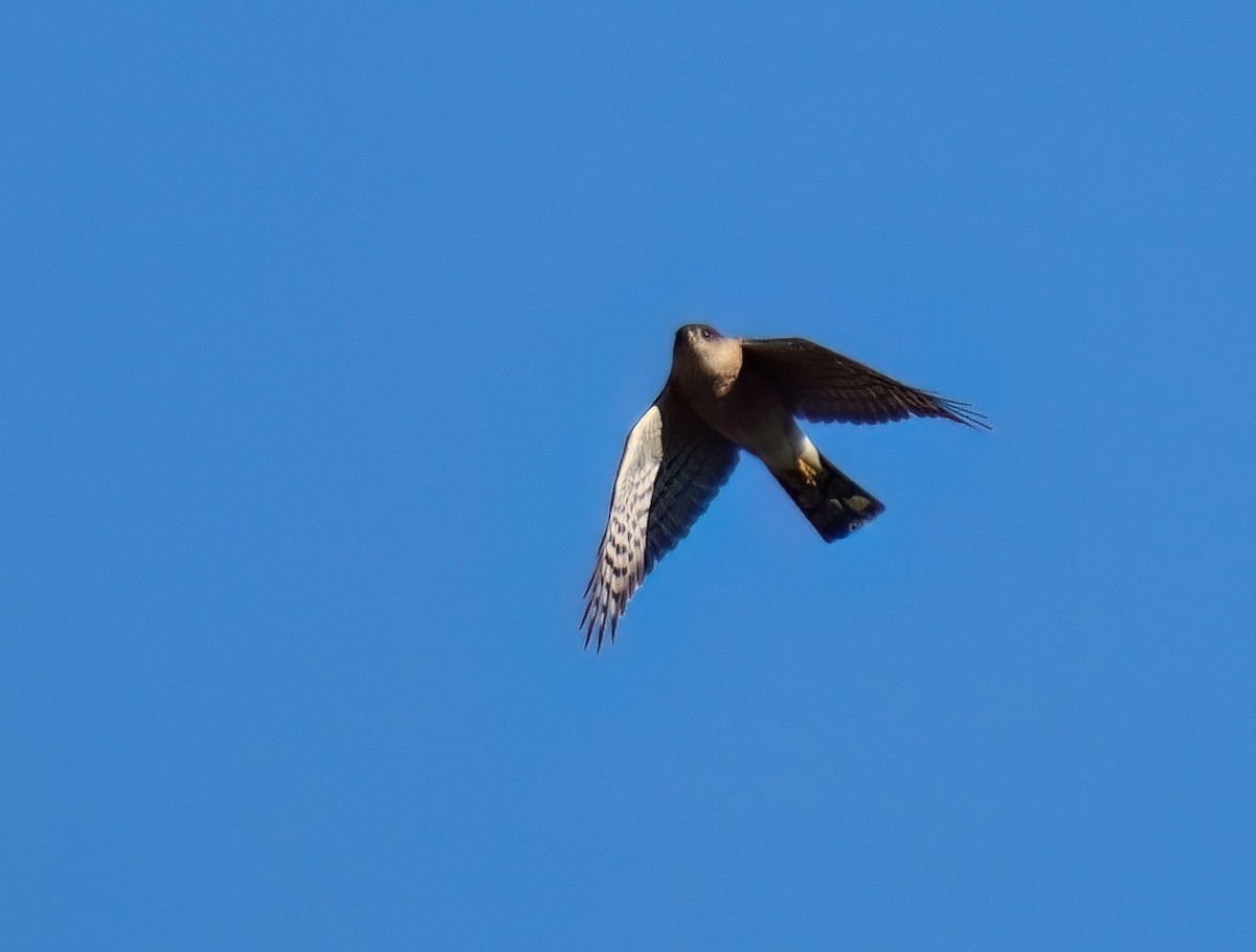 Sharp-shinned Hawk - ML614720109