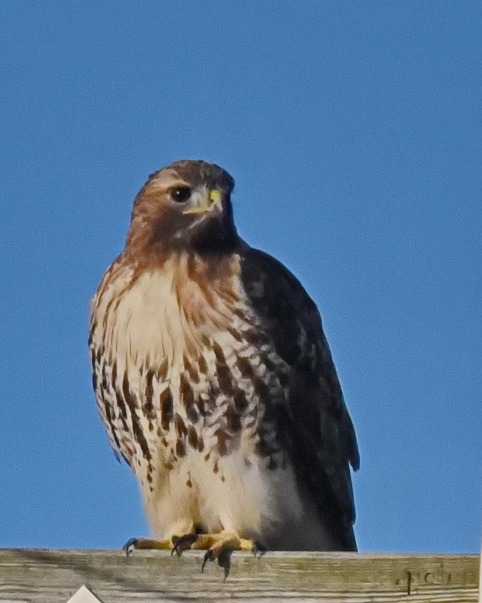 Red-tailed Hawk - ML614720114