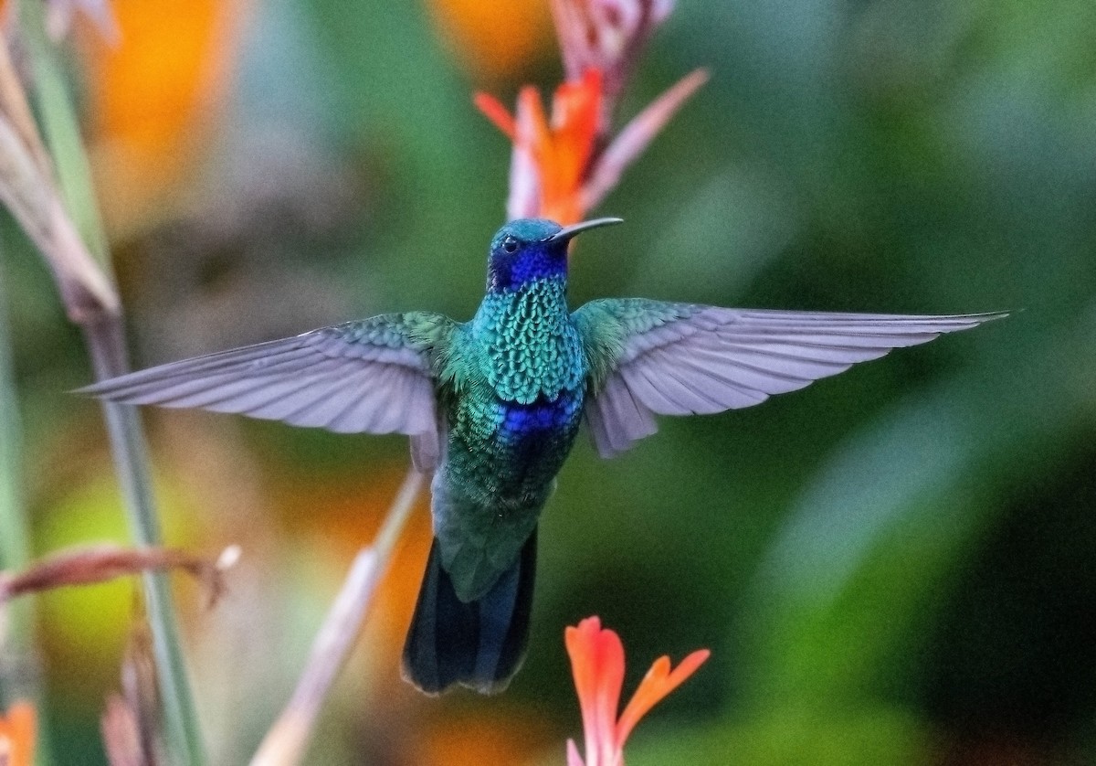 kolibřík modrolící - ML614720156