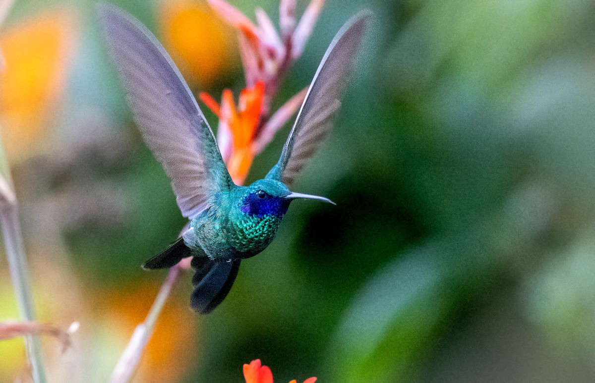 kolibřík modrolící - ML614720181