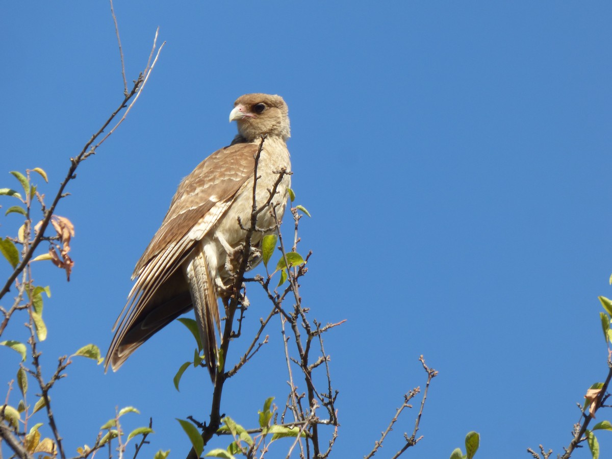 Chimango Caracara - Antonieta Gonzalez Soto