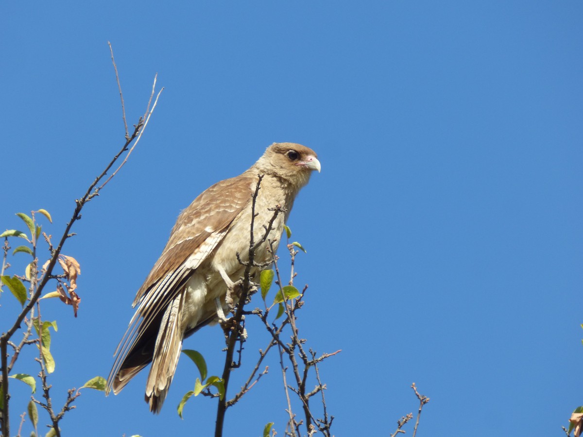 Chimango Caracara - Antonieta Gonzalez Soto