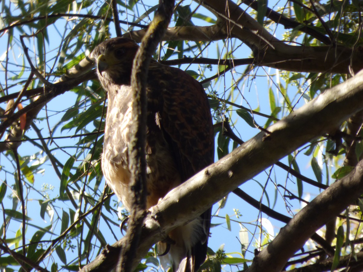 Harris's Hawk - Antonieta Gonzalez Soto