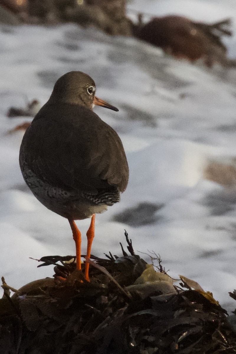 Common Redshank - ML614720267