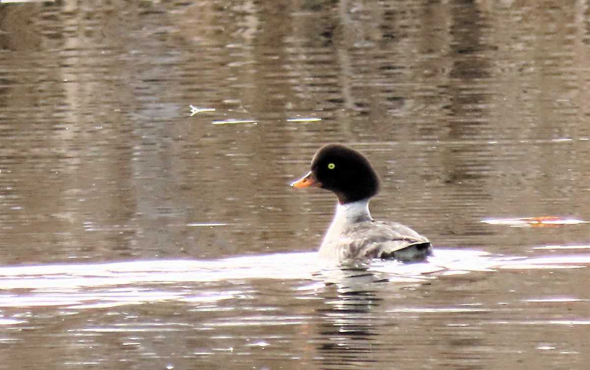 Barrow's Goldeneye - ML614720299