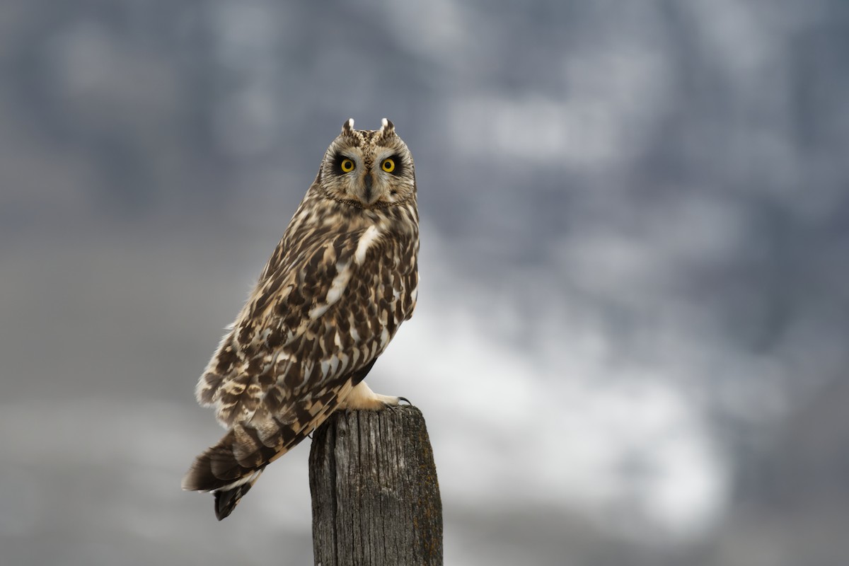 Short-eared Owl - Braydon Luikart