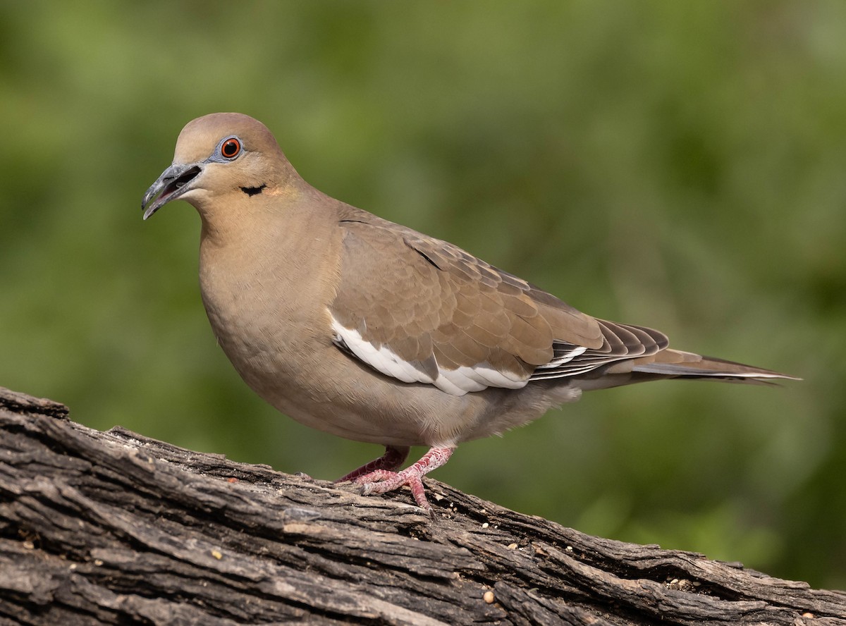 White-winged Dove - ML614720323