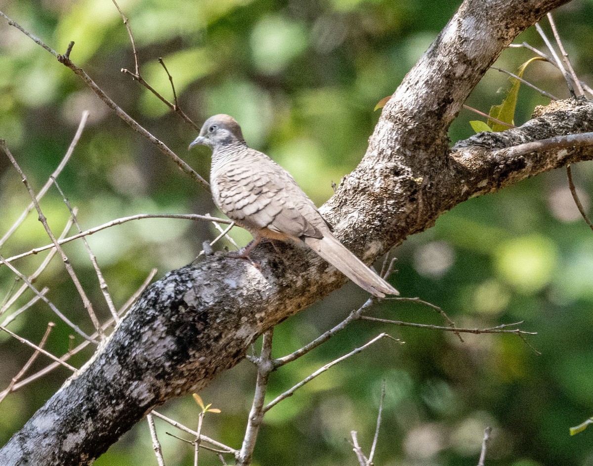 Zebra Dove - ML614720326