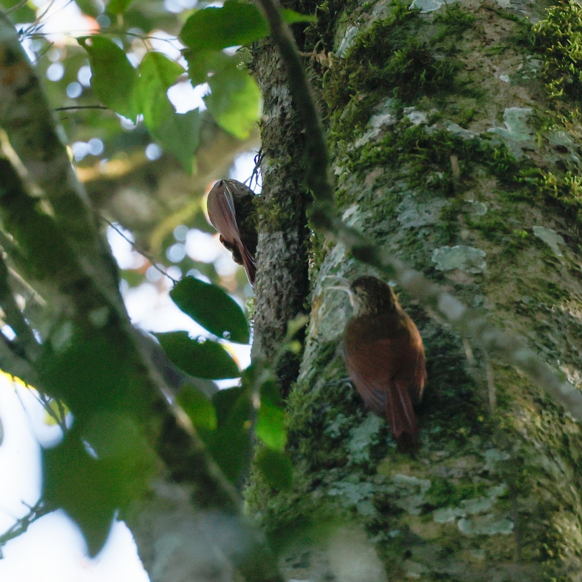 Spot-crowned Woodcreeper - ML614720353