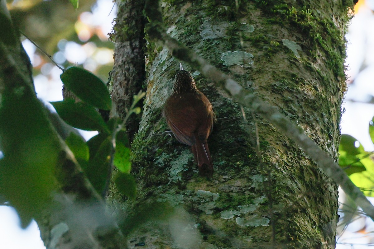 Spot-crowned Woodcreeper - ML614720354