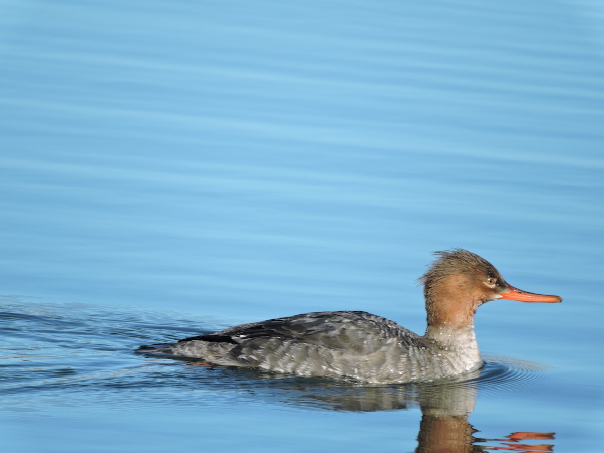 Red-breasted Merganser - ML614720420