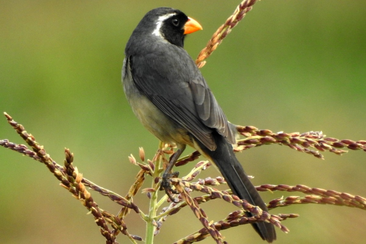 Golden-billed Saltator - ML614720440