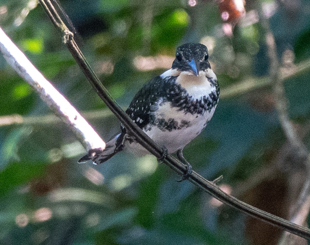 Green Kingfisher - Lynn    <')))< Salmon