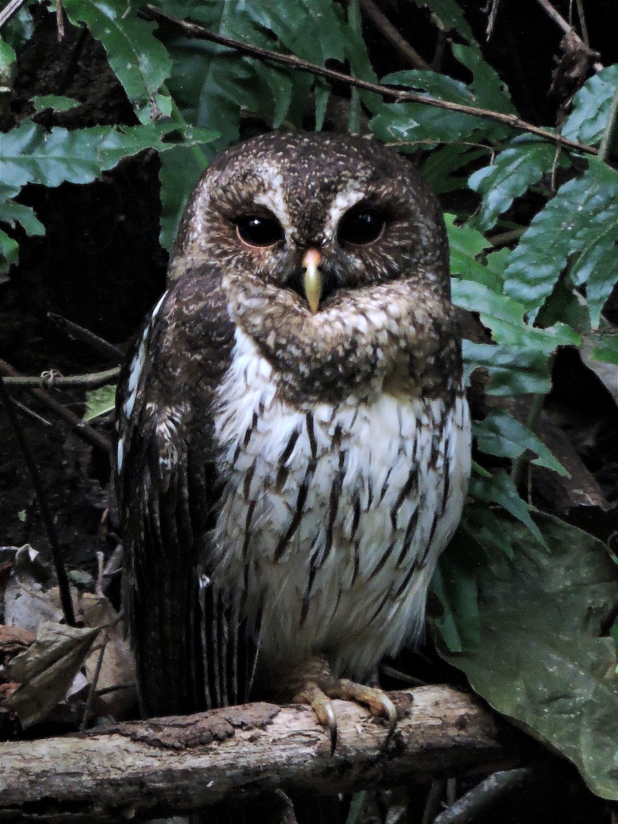 Mottled Owl - ML614720470