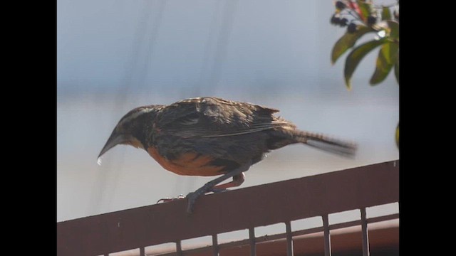 Long-tailed Meadowlark - ML614720471