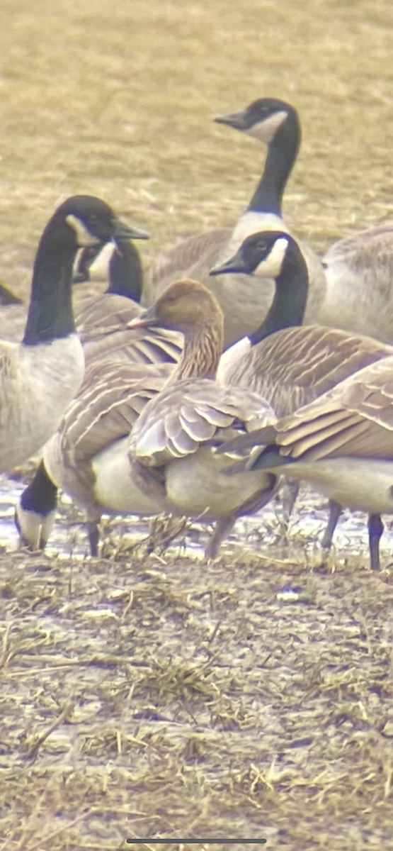 Oca zamperosee - ML614720486