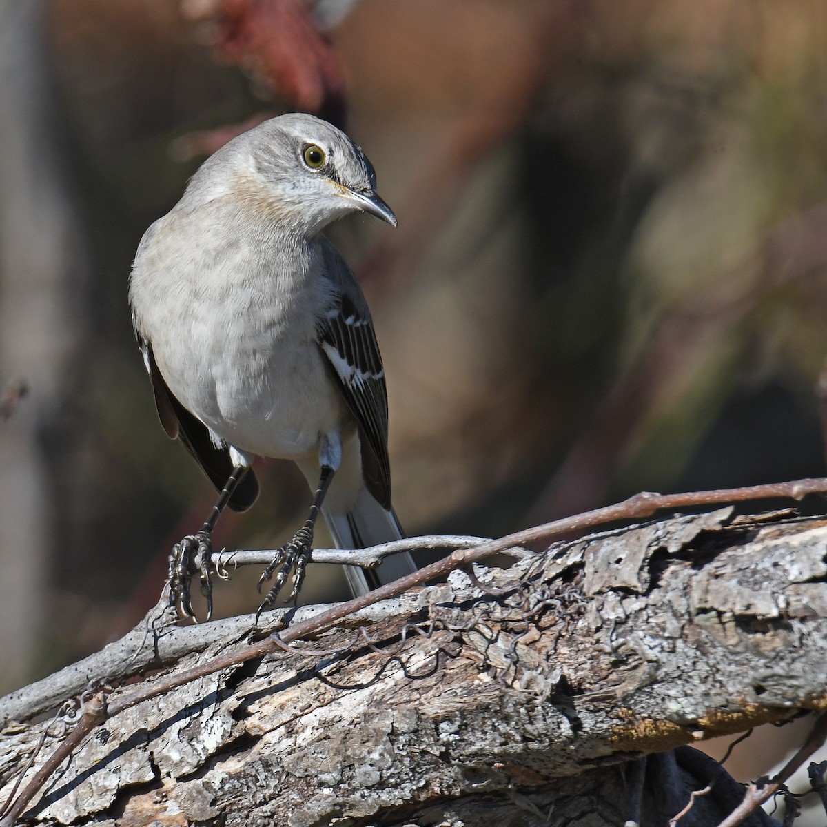 Northern Mockingbird - ML614720504