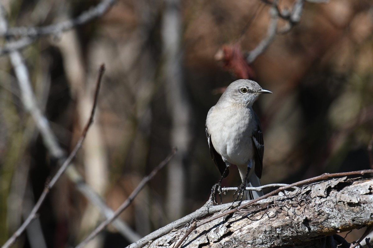 Northern Mockingbird - Laura  Wolf