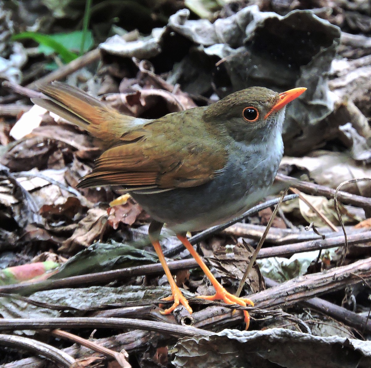 Orange-billed Nightingale-Thrush - ML614720559