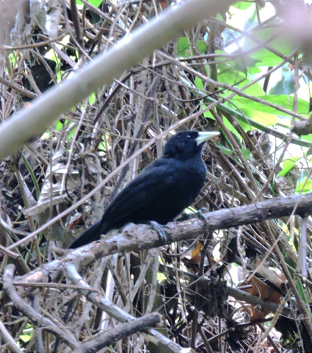 Yellow-billed Cacique - ML614720588