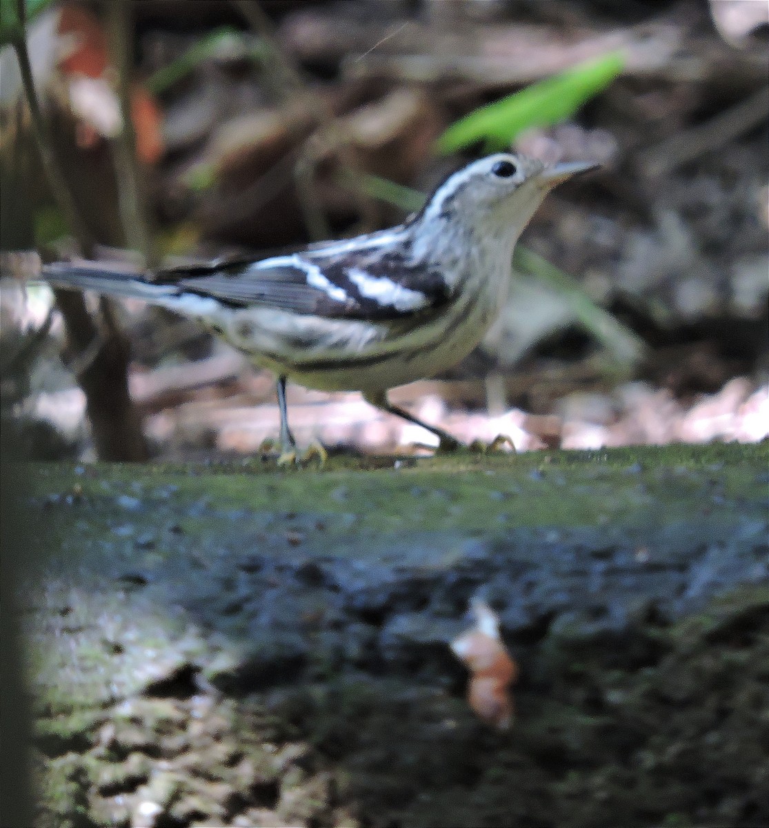 Black-and-white Warbler - ML614720595