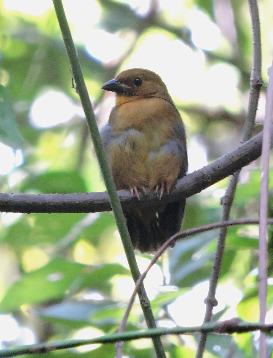 Red-throated Ant-Tanager - ML614720606