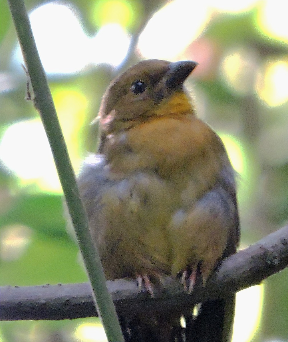 Red-throated Ant-Tanager - ML614720607