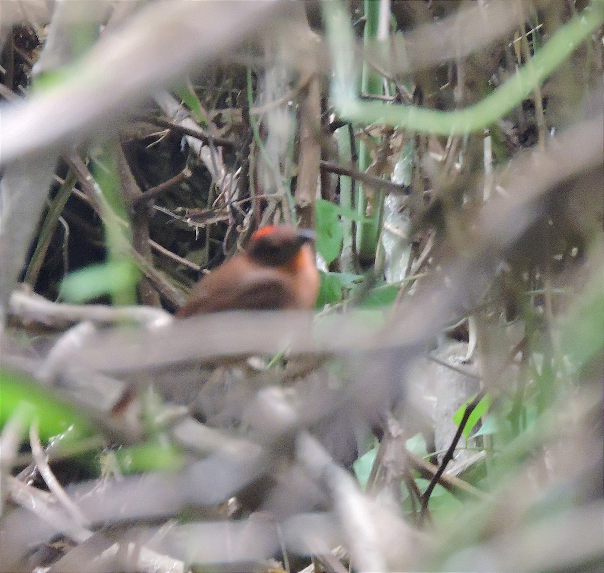 Red-crowned Ant-Tanager - ML614720619